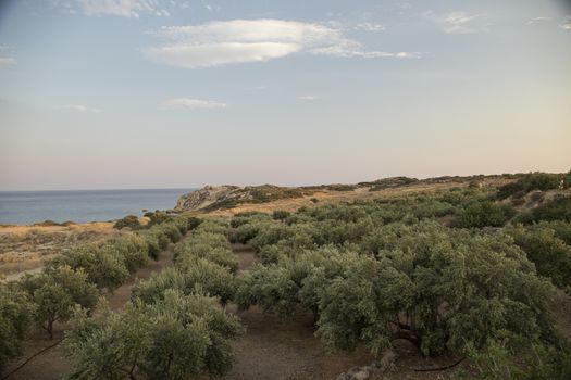 Olive trees field in Greece, island Crete
