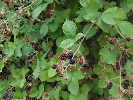 red and black blackberries on vine with thorns and green leaves