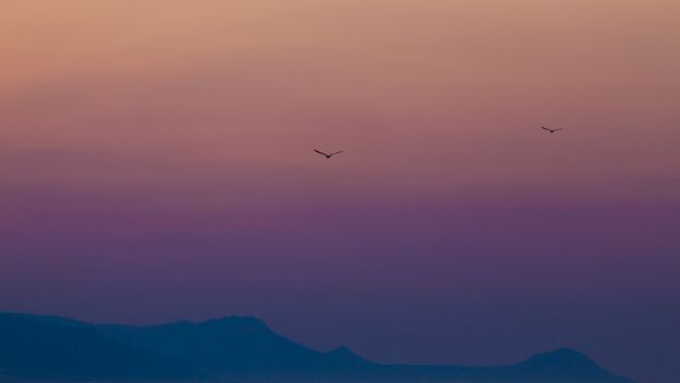 Simple colorful sky with two birds chasing each other