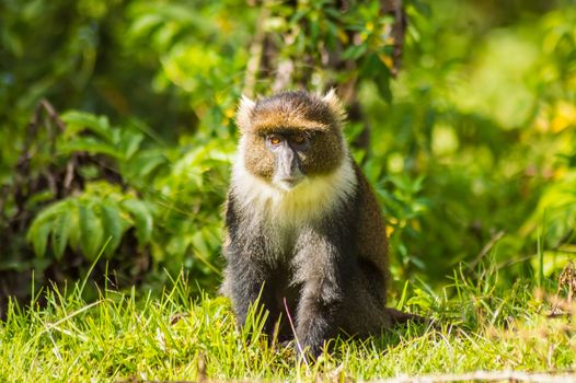 Monkey Sykes Cercopithecus frontalis sitting on the grass in Aberdare National Park Kenya Africa