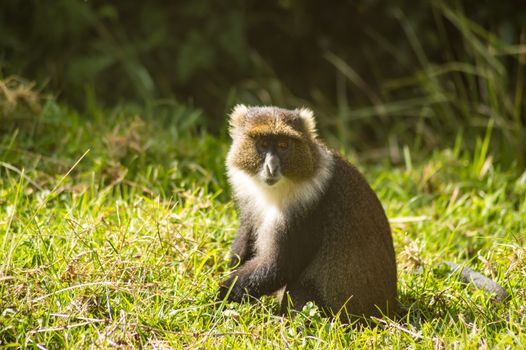 Monkey Sykes Cercopithecus frontalis sitting on the grass in Aberdare National Park Kenya Africa