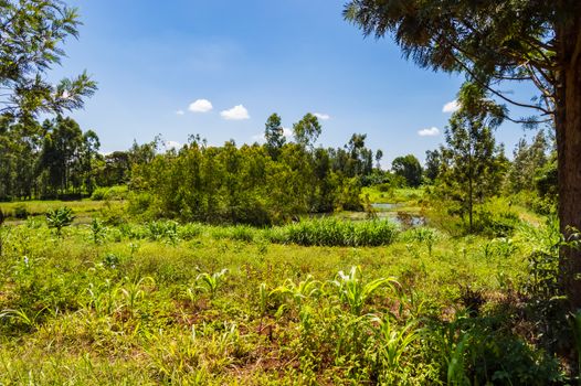 Maize and banana field in the countryside near Thika town in central Kenya