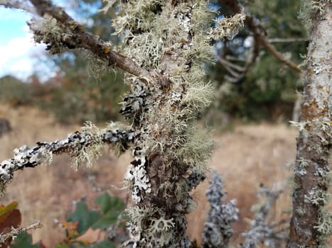tree trunk or branch with dry green lichen or moss