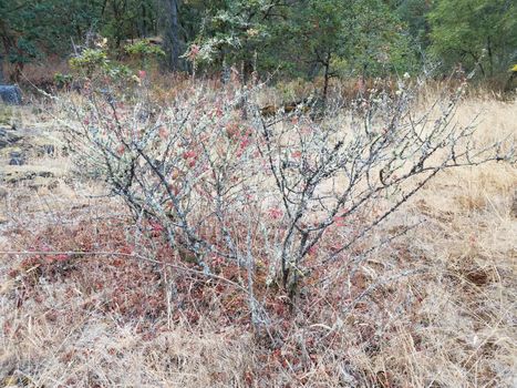 small dried poison oak bush with lichen and brown grasses