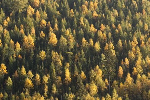 Spruce and pine forest with some deciduous trees in the mountains in a fall season, nice contrasty colors.