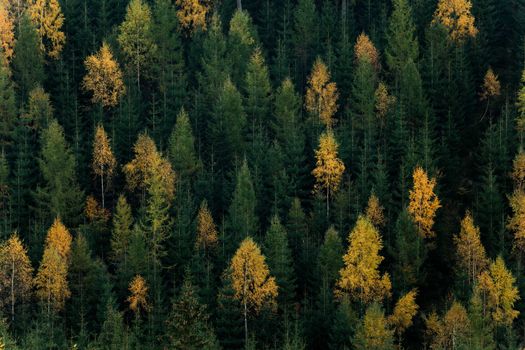 Autumn forest scene. Green and yellow trees contrasting. Side of a hill.