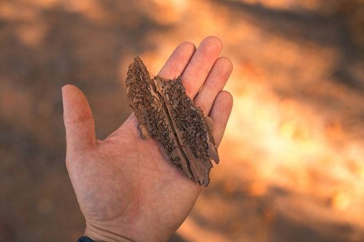 Bark infected with a bark beetle.