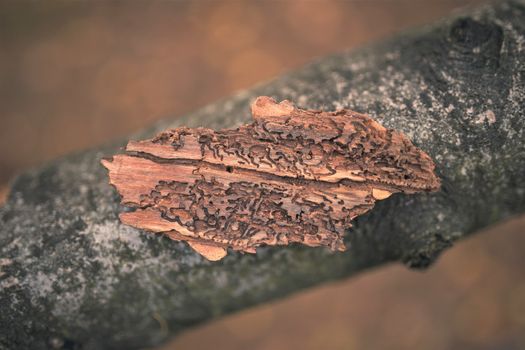 Bark infected with a bark beetle.