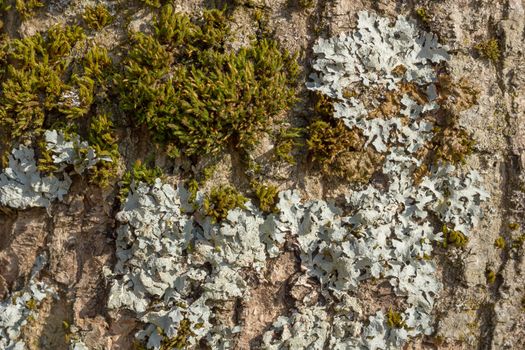 Nice tree bark with moss and lichen texture