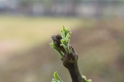 New Leaves