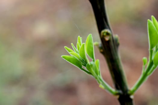 New Leaves