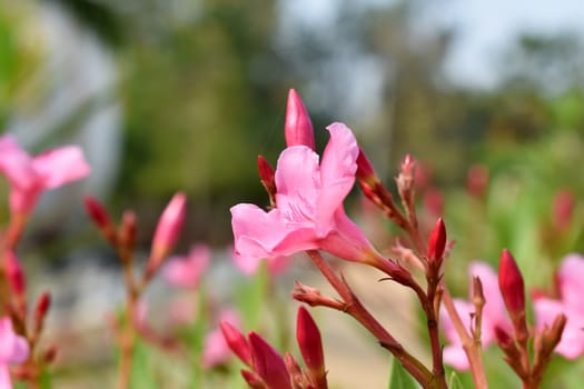 Flower bloomed in my garden