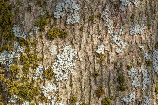 Nice tree bark with moss and lichen texture