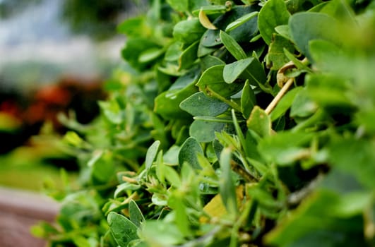 Leaf of Tree