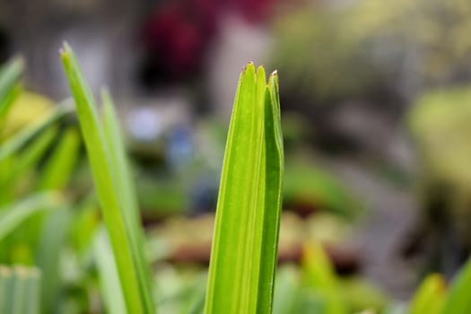 Leaf of Tree