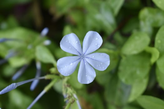 Flower bloomed in my garden