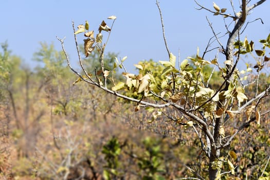 Branch of tree with background of clean sky