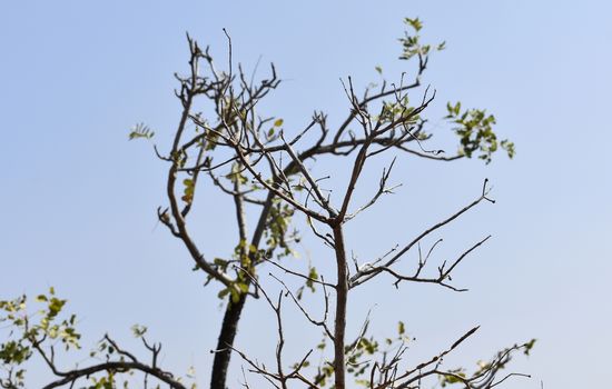 Branch of tree with background of clean sky