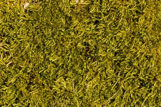 Macro shot of green moss in autumn light