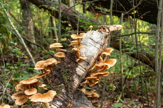 Edible mushrooms honey agaric armillaria mellea on a fallen tree trunk in the autumn forest early in the morning - image.