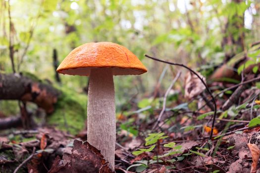 beautiful mushroom Leccinum known as a Orange birch bolete, growing in a forest at sunrise- image.