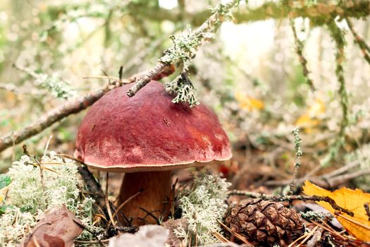 Edible boletus edulis mushroom known as a penny bun or king bolete growing in a pine forest - image.