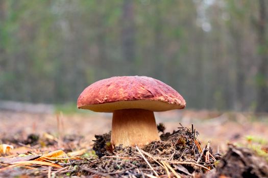 Edible boletus edulis mushroom, known as penny bun or king bolete growing in a pine forest - image.