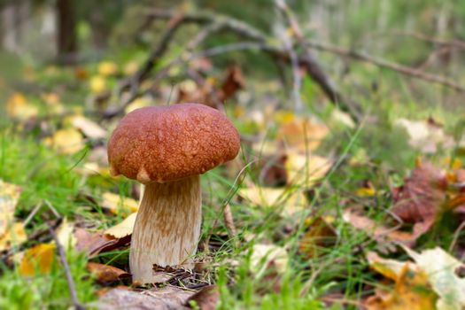 Edible boletus edulis mushroom, known as a penny bun or king bolete growing in forest - image.