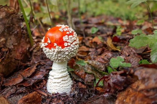 Small mushroom amanita known as fly agaric grows in the forest- image .
