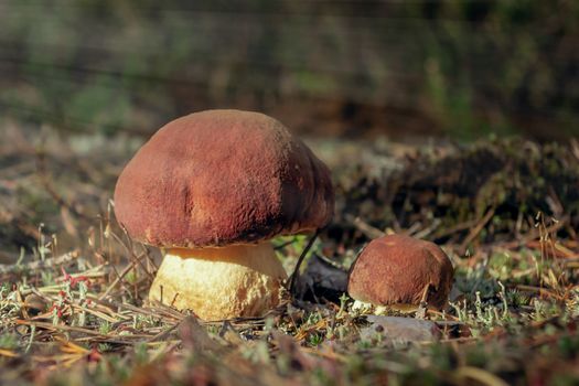 Two beautiful little mushrooms boletus edulis, known as a penny bun, grow in a pine moning forest at sunrise - image.