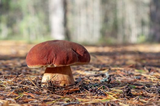 Big edible boletus edulis mushroom, known as a penny bun or king bolete growing in pine forest - image.