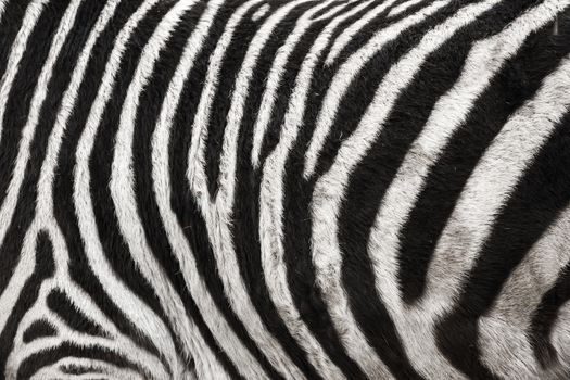 Photo of the Zebra Skin Fur Texture Background filled frame