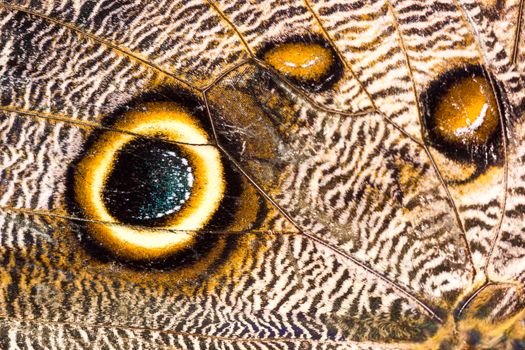 Macro closeup of butterfly wing texture background pattern.