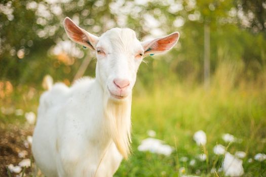 Beautiful, cute, young white goat with beard. Farm animal on a green grass background.