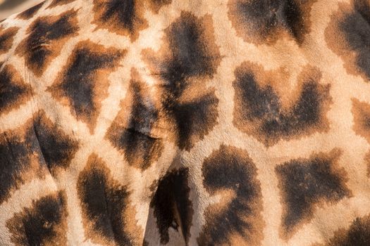 Leather skin of giraffe with light and dark brown spots.