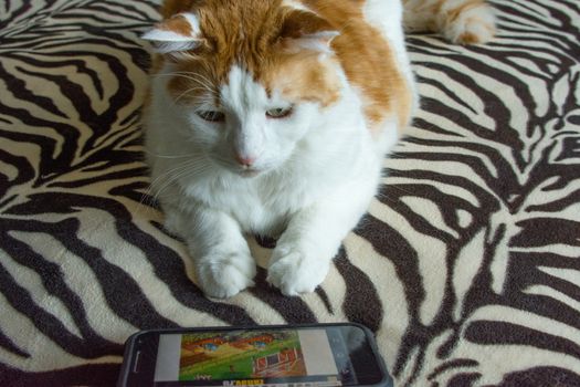 The cat attentively looks at the screen of the digital phone where the children's game is going.