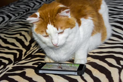 The cat is closely watching the bird who walks on the screen of a digital phone