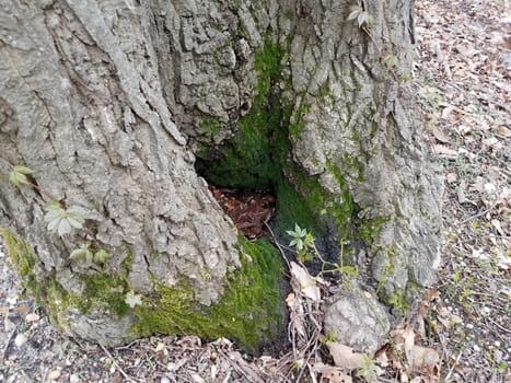 soft green moss at base of tree trunk outdoor with water and brown leaves