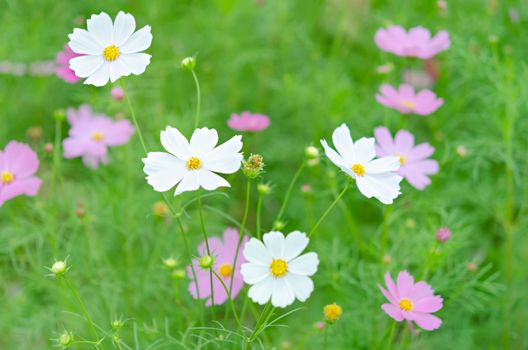 white and pink cosmos flower blooming in the green field, hipster tone