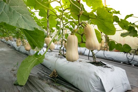 Butternut squash  hanging on the tree  and growing in the green garden