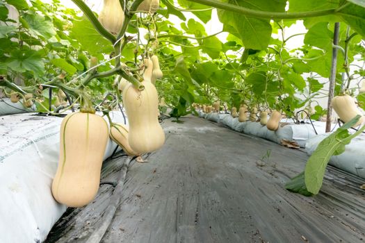 Butternut squash  hanging on the tree  and growing in the green garden