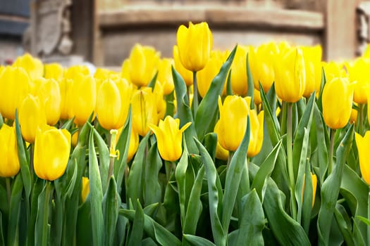 Beautiful yellow tulips flower with green leaves grown in garden