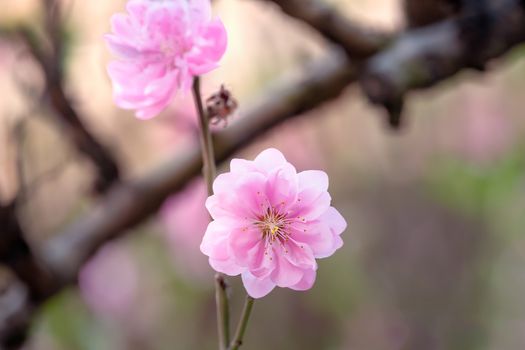 Close up of beautiful pink chinese plum blossom  flower in  
 garden