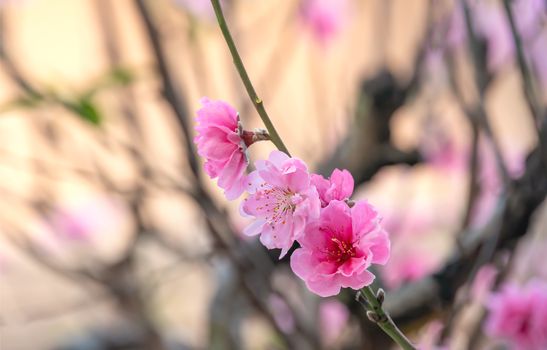 Close up of beautiful pink chinese plum blossom  flower in  
 garden