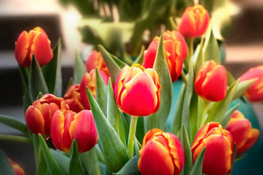 Beautiful orange tulips flower with green leaves grown in garden