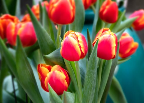 Beautiful orange tulips flower with green leaves grown in garden