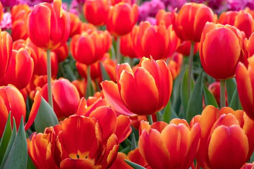 Beautiful orange tulips flower with green leaves grown in garden