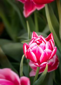 Beautiful pink tulips flower with green leaves grown in garden