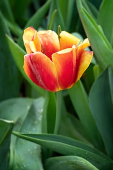 Beautiful orange tulips flower with green leaves grown in garden