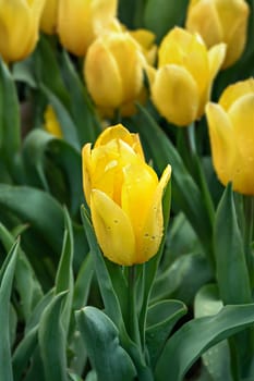 Beautiful yellow tulips flower with green leaves grown in garden